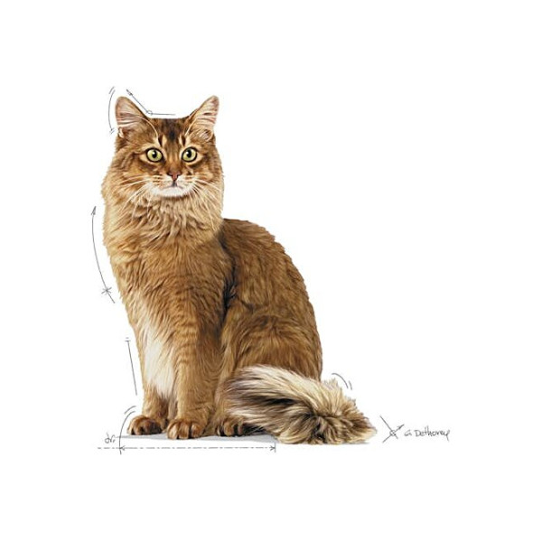 Сухий корм для зниження ваги котів Royal Canin Light Weight Care 1.5 кг