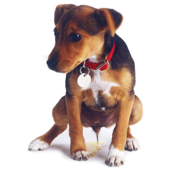 Засіб проти органічних забруднень Simple Solution Extreme Dog stain and Odor remover нейтралізація запахів і плям, з про-бактеріями і ензимами 945 мл