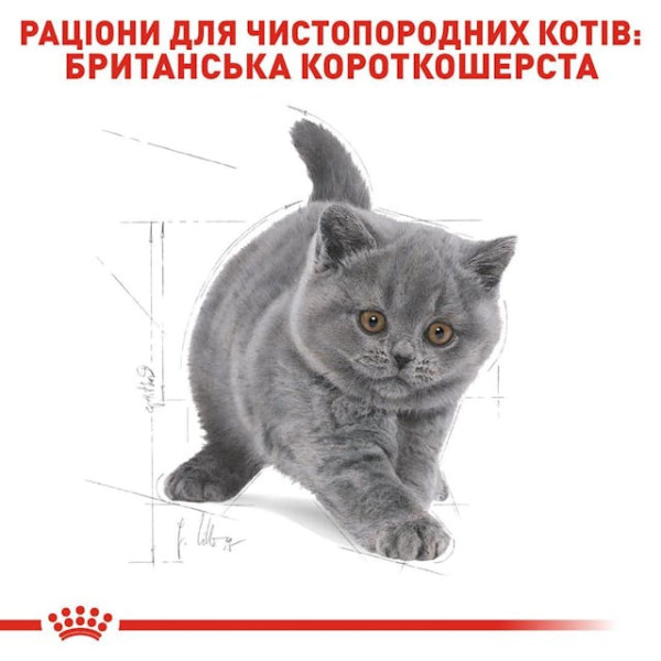 Сухий корм для кошенят породи Британська короткошерстна Royal Canin Kitten British Shorthair 10 кг