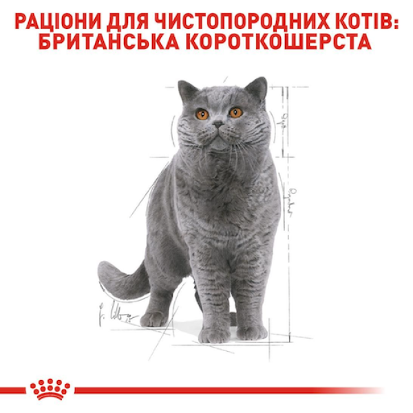 Сухий корм Royal Canin (Роял Канін) British Shorthair Adult для котів породи Британська короткошерстна 2 кг