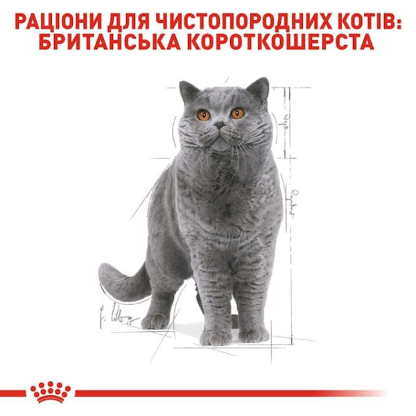 Сухий корм для дорослих котів породи Британська короткошерстна Royal Canin British Shorthair Adult 2 кг