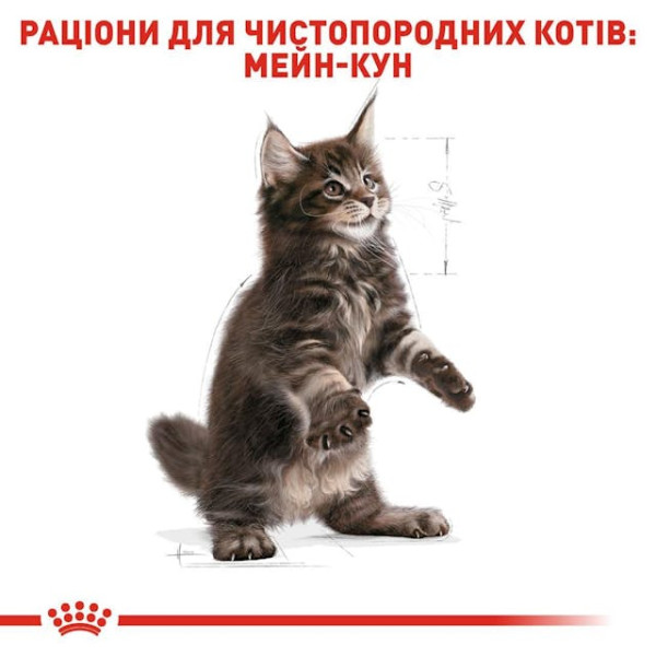 Сухий корм для кошенят породи Мейн-Кун Royal Canin Maine Coon Kitten 400 г